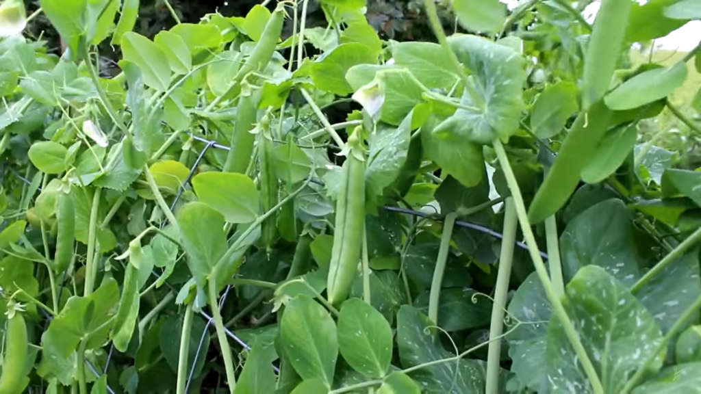 Grow Organic Peas