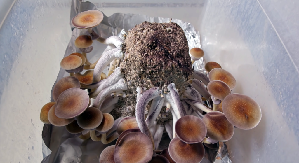 All-In-One Grow Bags Mushrooms