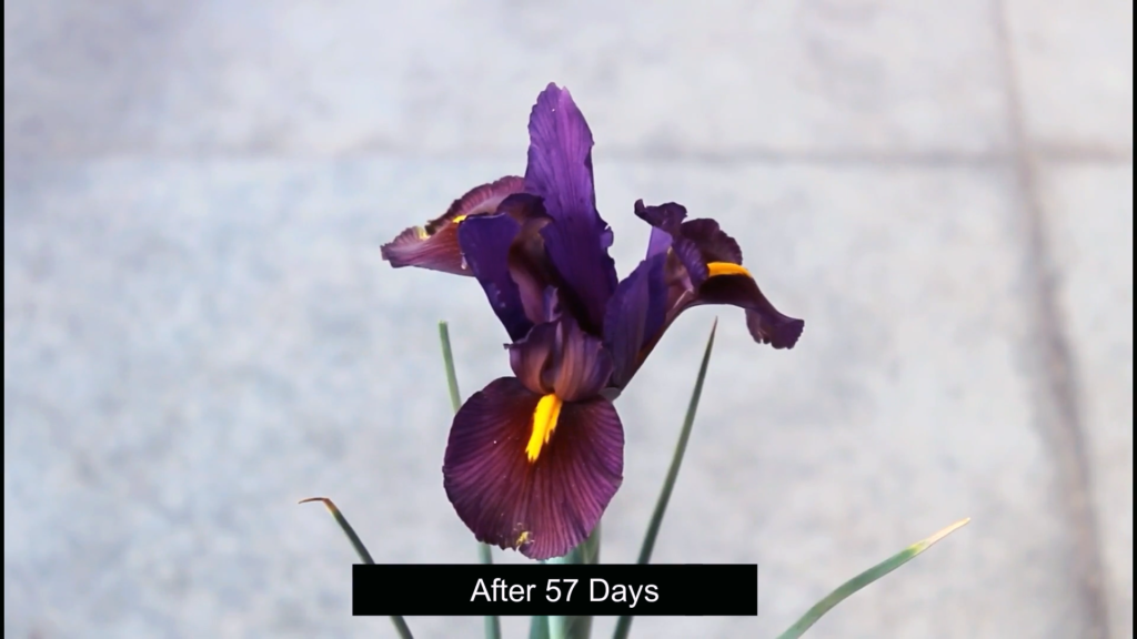 How To Grow Organic Irises
