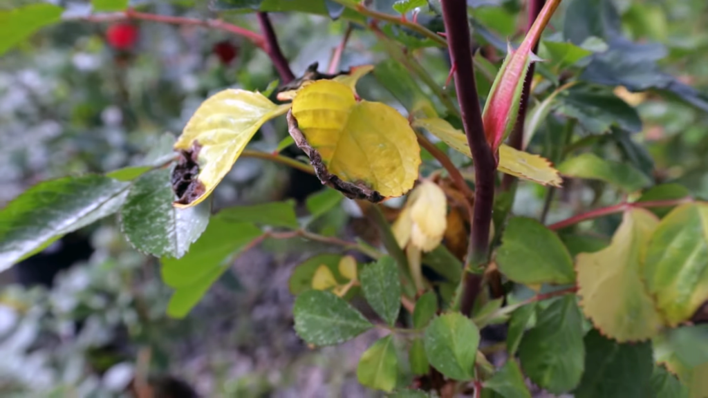 why Plant Leaves Turn Yellow
